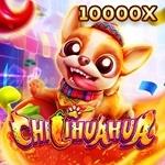 CHILIHUAHUA CHILIHUAHUA